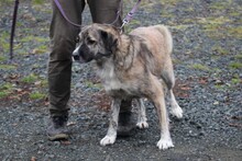 MINKA, Hund, Collie-Mix in Lohra-Reimershausen - Bild 4