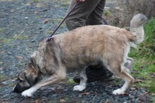 MINKA, Hund, Collie-Mix in Lohra-Reimershausen - Bild 6