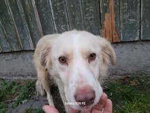 GULIA, Hund, Golden Retriever-Collie-Mix in Lohra-Reimershausen - Bild 1