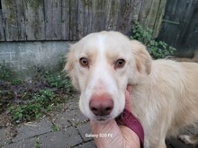 GULIA, Hund, Golden Retriever-Collie-Mix in Lohra-Reimershausen - Bild 2