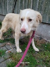 GULIA, Hund, Golden Retriever-Collie-Mix in Lohra-Reimershausen - Bild 3