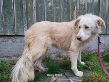 GULIA, Hund, Golden Retriever-Collie-Mix in Lohra-Reimershausen - Bild 4