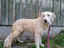 GULIA, Hund, Golden Retriever-Collie-Mix in Lohra-Reimershausen - Bild 5