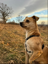 INGE, Hund, Mischlingshund in Rumänien - Bild 1