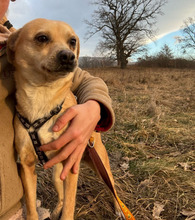 INGE, Hund, Mischlingshund in Rumänien - Bild 2