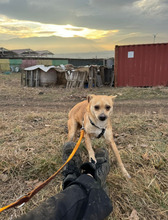 INGE, Hund, Mischlingshund in Rumänien - Bild 4