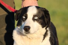 LENCO, Hund, Mischlingshund in Lohra-Reimershausen - Bild 1