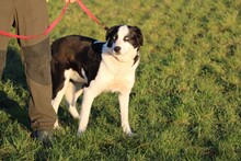 LENCO, Hund, Mischlingshund in Lohra-Reimershausen - Bild 2