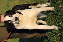 LENCO, Hund, Mischlingshund in Lohra-Reimershausen - Bild 3