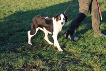 LENCO, Hund, Mischlingshund in Lohra-Reimershausen - Bild 4