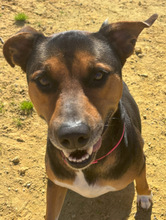 JIMBO, Hund, Mischlingshund in Spanien - Bild 1