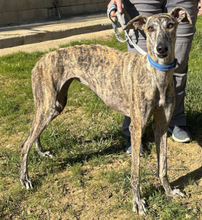 TERE, Hund, Galgo Español in Spanien - Bild 2