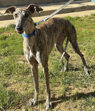 TERE, Hund, Galgo Español in Spanien - Bild 3