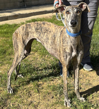 TERE, Hund, Galgo Español in Spanien - Bild 4