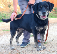 STORME, Hund, Mischlingshund in Portugal - Bild 2