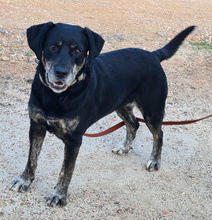 STORME, Hund, Mischlingshund in Portugal - Bild 3