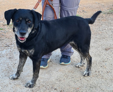 STORME, Hund, Mischlingshund in Portugal - Bild 4