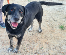 STORME, Hund, Mischlingshund in Portugal - Bild 6