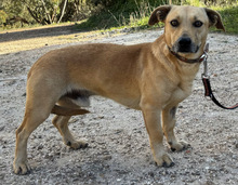 NIEL, Hund, Mischlingshund in Portugal - Bild 3