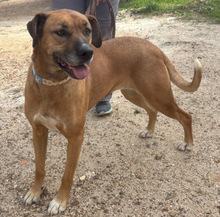 LOLLA, Hund, Rhodesian Ridgeback in Portugal - Bild 2