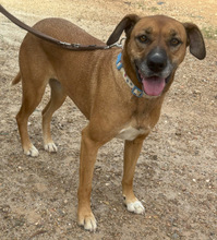 LOLLA, Hund, Rhodesian Ridgeback in Portugal - Bild 3