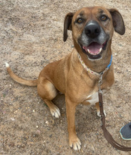 LOLLA, Hund, Rhodesian Ridgeback in Portugal - Bild 4