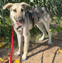 JAVI, Hund, Mischlingshund in Portugal - Bild 5