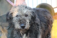 NEVADO, Hund, Bearded Collie-Mix in Lohra-Reimershausen - Bild 1