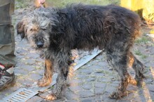 NEVADO, Hund, Bearded Collie-Mix in Lohra-Reimershausen - Bild 2