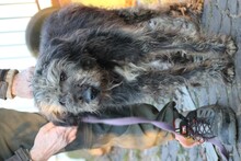 NEVADO, Hund, Bearded Collie-Mix in Lohra-Reimershausen - Bild 3