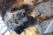 NEVADO, Hund, Bearded Collie-Mix in Lohra-Reimershausen - Bild 4