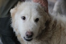 FLOKI, Hund, Hütehund-Mix in Lohra-Reimershausen - Bild 1