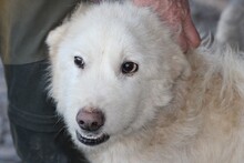 FLOKI, Hund, Hütehund-Mix in Lohra-Reimershausen - Bild 2