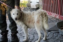 FLOKI, Hund, Hütehund-Mix in Lohra-Reimershausen - Bild 3