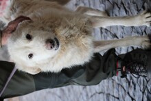 FLOKI, Hund, Hütehund-Mix in Lohra-Reimershausen - Bild 5