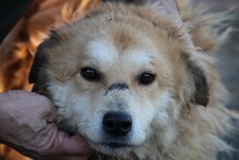 BAILEY, Hund, Golden Retriever-Hütehund-Mix in Lohra-Reimershausen - Bild 1