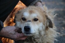 BAILEY, Hund, Golden Retriever-Hütehund-Mix in Lohra-Reimershausen - Bild 2