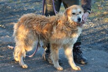 BAILEY, Hund, Golden Retriever-Hütehund-Mix in Lohra-Reimershausen - Bild 3