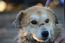 BAILEY, Hund, Golden Retriever-Hütehund-Mix in Lohra-Reimershausen - Bild 4