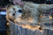 BAILEY, Hund, Golden Retriever-Hütehund-Mix in Lohra-Reimershausen - Bild 5