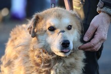 BAILEY, Hund, Golden Retriever-Hütehund-Mix in Lohra-Reimershausen - Bild 6