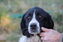 MARINA, Hund, Collie-Border Collie-Mix in Lohra-Reimershausen - Bild 1