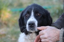 MARINA, Hund, Collie-Border Collie-Mix in Lohra-Reimershausen - Bild 2