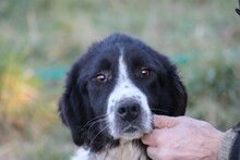 MARINA, Hund, Collie-Border Collie-Mix in Lohra-Reimershausen - Bild 3