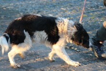 MARINA, Hund, Collie-Border Collie-Mix in Lohra-Reimershausen - Bild 4