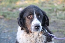 MARINA, Hund, Collie-Border Collie-Mix in Lohra-Reimershausen - Bild 5