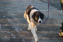 MARINA, Hund, Collie-Border Collie-Mix in Lohra-Reimershausen - Bild 6