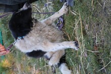 MARINA, Hund, Collie-Border Collie-Mix in Lohra-Reimershausen - Bild 7