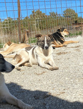 CLAUDETTE, Hund, Mischlingshund in Rumänien - Bild 1