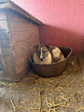 CLAUDETTE, Hund, Mischlingshund in Rumänien - Bild 10